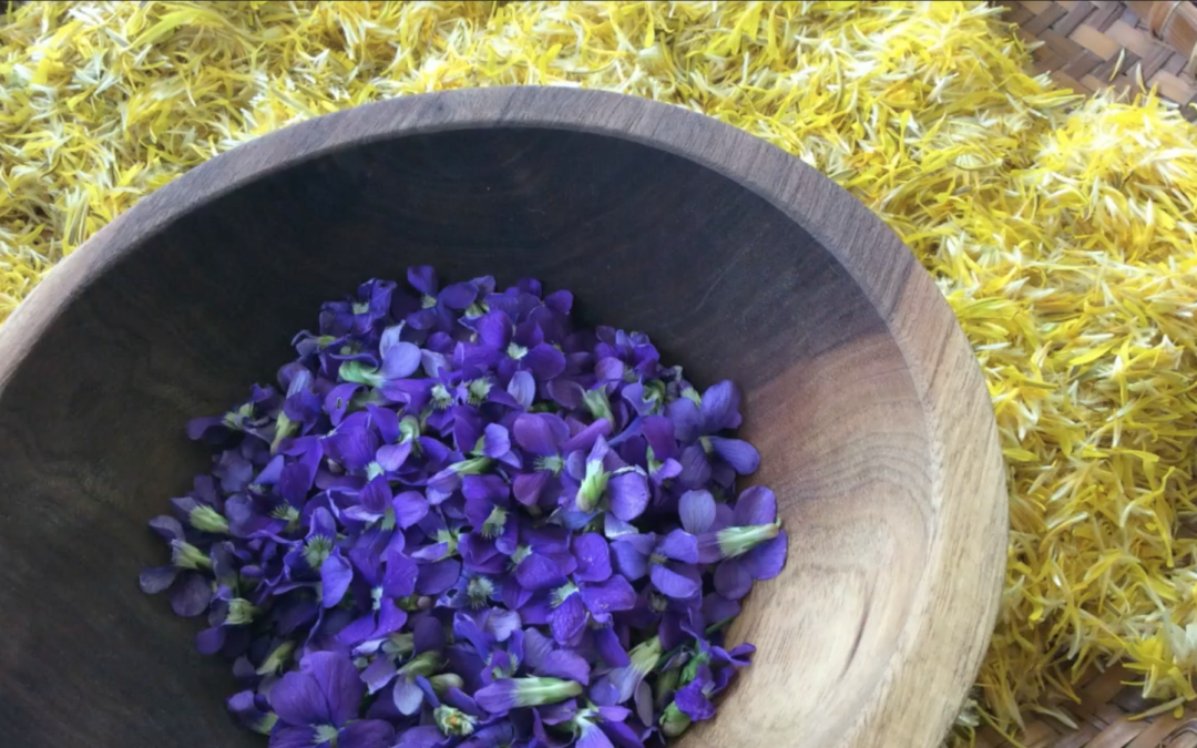 Harvesting Violets