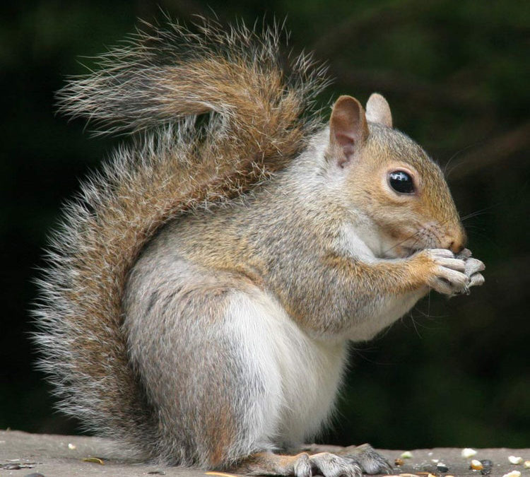 A Squirrel’s Perspective