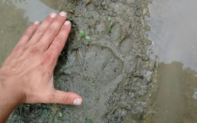 Bear Tracks at the Arnot Forest!