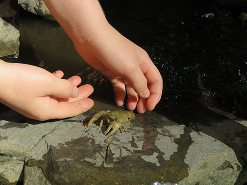 Belle-Sherman-Crayfish