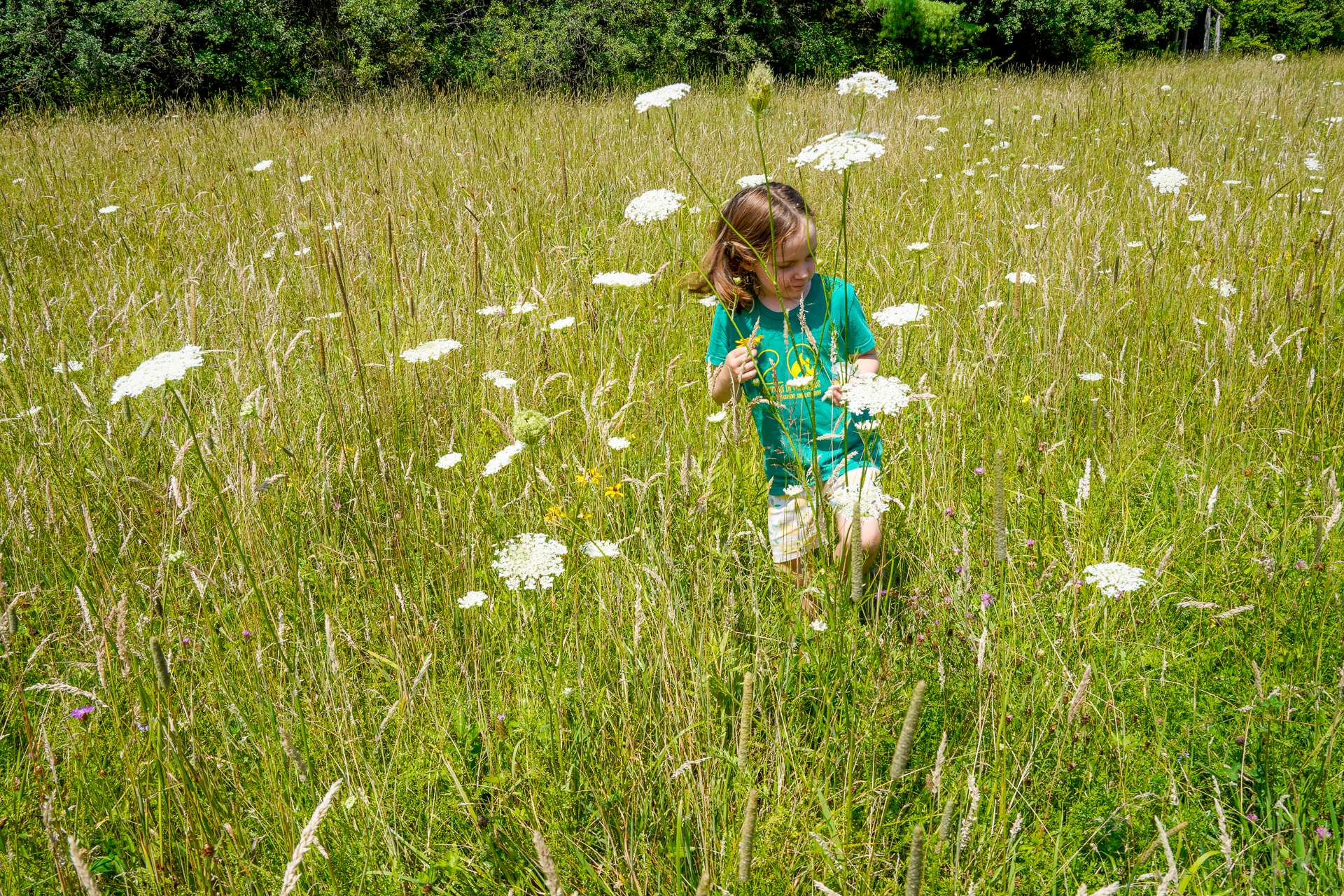 Small child in a grassy field with white flowers. 
